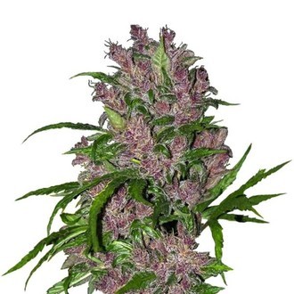 Purple Bud Autoflower (White Label) Feminisoidut