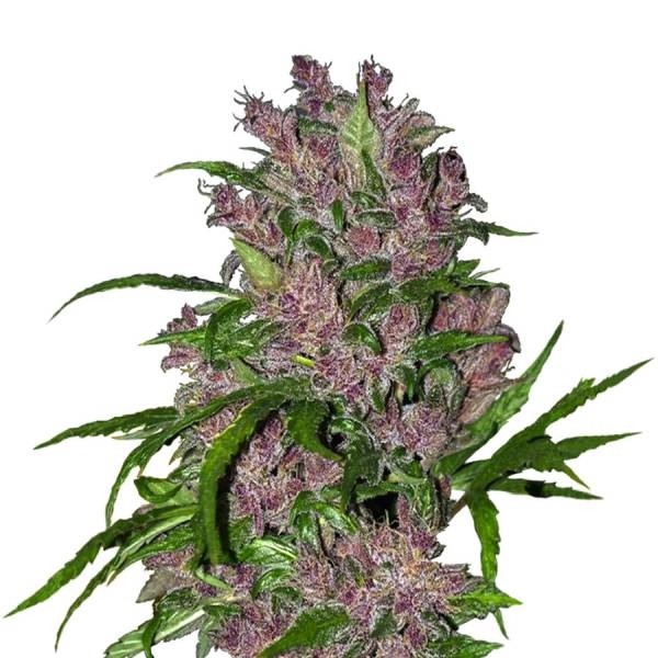 Purple Bud Autoflower (White Label) Feminisoidut