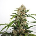 Auto Orange Bud (Dutch Passion) Feminisoidut