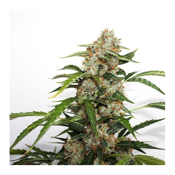 Auto Orange Bud (Dutch Passion) Feminisoidut