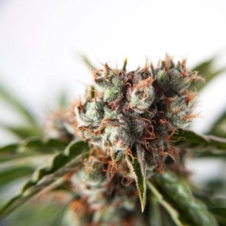 Auto Orange Bud (Dutch Passion) Feminisoidut