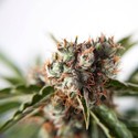 Auto Orange Bud (Dutch Passion) Feminisoidut