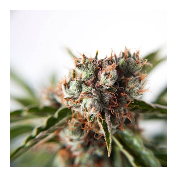 Auto Orange Bud (Dutch Passion) Feminisoidut