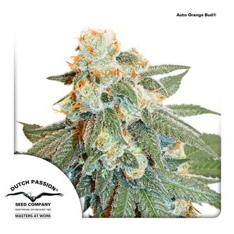Auto Orange Bud (Dutch Passion) feminisoidut
