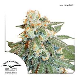Auto Orange Bud (Dutch Passion) Feminisoidut