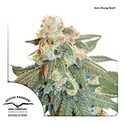 Auto Orange Bud (Dutch Passion) Feminisoidut