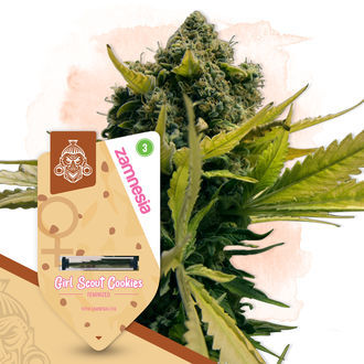 Girl Scout Cookies (Zamnesia Seeds) Feminisoidut