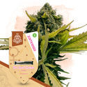 Girl Scout Cookies (Zamnesia Seeds) Feminisoidut