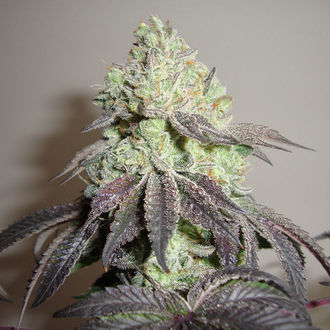 Girl Scout Cookies (Zamnesia Seeds) Feminisoidut