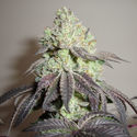 Girl Scout Cookies (Zamnesia Seeds) Feminisoidut