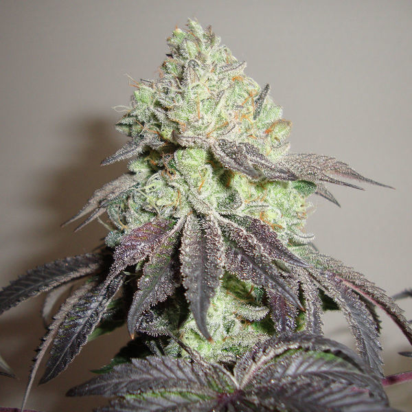 Girl Scout Cookies (Zamnesia Seeds) Feminisoidut