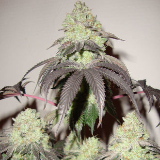 Girl Scout Cookies (Zamnesia Seeds) Feminisoidut