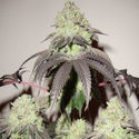 Girl Scout Cookies (Zamnesia Seeds) Feminisoidut