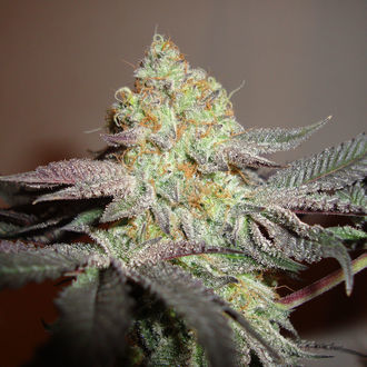 Girl Scout Cookies (Zamnesia Seeds) Feminisoidut