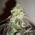 Girl Scout Cookies (Zamnesia Seeds) Feminisoidut