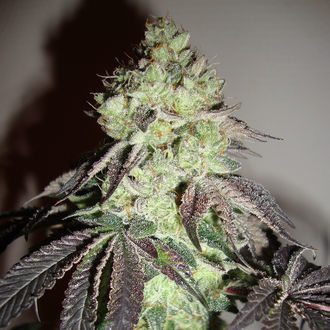 Girl Scout Cookies (Zamnesia Seeds) Feminisoidut
