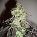 Girl Scout Cookies (Zamnesia Seeds) Feminisoidut