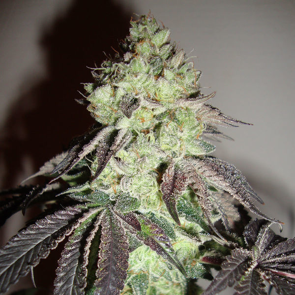 Girl Scout Cookies (Zamnesia Seeds) Feminisoidut