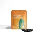 Echinopsis macrogona (Trichocereus macrogonus) 20 siementä