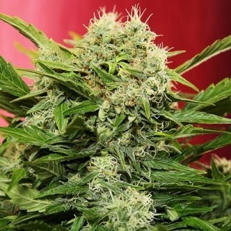 Chronic Ryder (Joint Doctor) feminisoidut