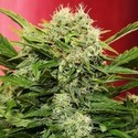 Chronic Ryder Autoflower (Doctor's Choice) Feminisoidut