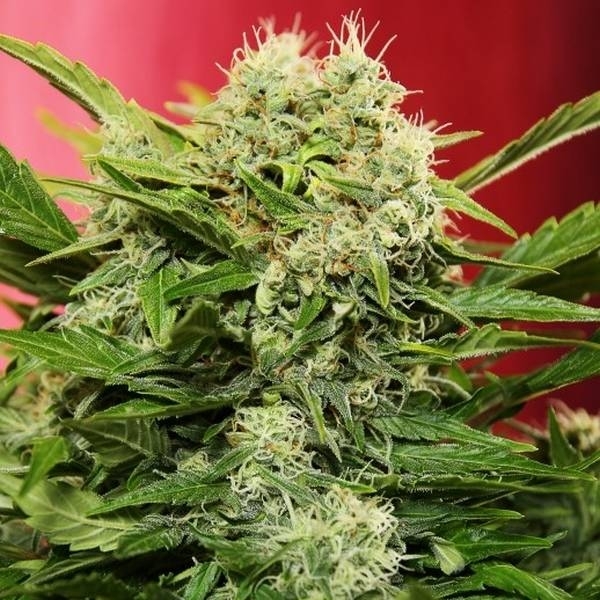 Chronic Ryder Autoflower (Doctor's Choice) Feminisoidut