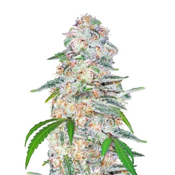 Blue Dream'matic (FastBuds) Feminisoidut