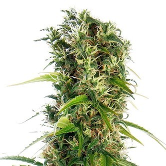 Michka (Sensi Seeds) Tavallinen/Feminisoidut