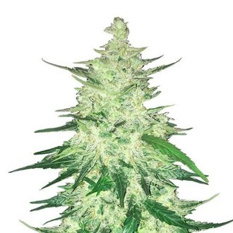 CBD Auto 1:1 (FastBuds) Feminisoidut