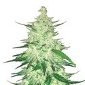 CBD Auto 1:1 (FastBuds) Feminisoidut