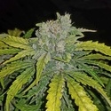 CBD Auto 1:1 (FastBuds) Feminisoidut