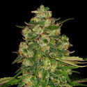 Banana (Zamnesia Seeds) Feminisoidut