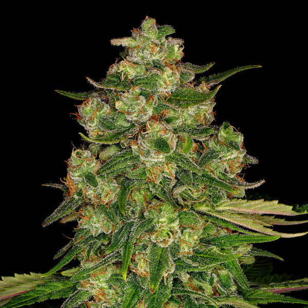 Banana (Zamnesia Seeds) Feminisoidut