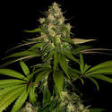 Banana (Zamnesia Seeds) Feminisoidut