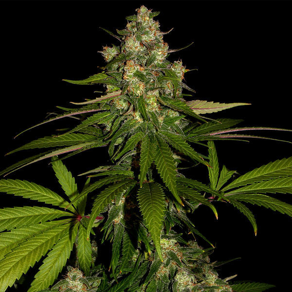 Banana (Zamnesia Seeds) Feminisoidut