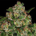 Banana (Zamnesia Seeds) Feminisoidut
