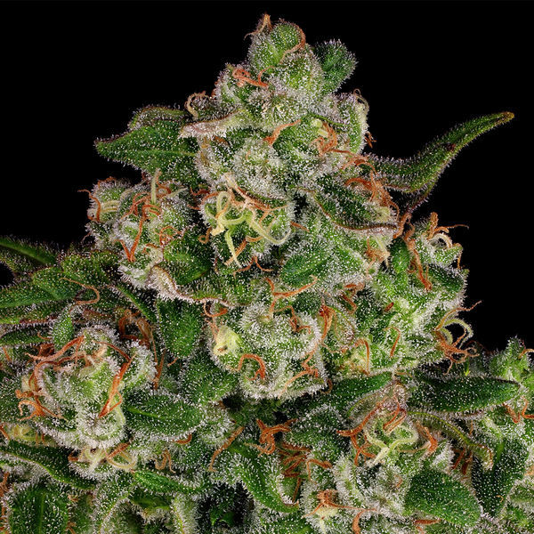 Banana (Zamnesia Seeds) Feminisoidut