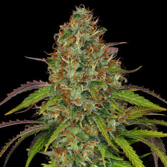 Lemon Power Haze (Zamnesia Seeds) Feminisoidut