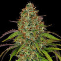 Lemon Power Haze (Zamnesia Seeds) Feminisoidut