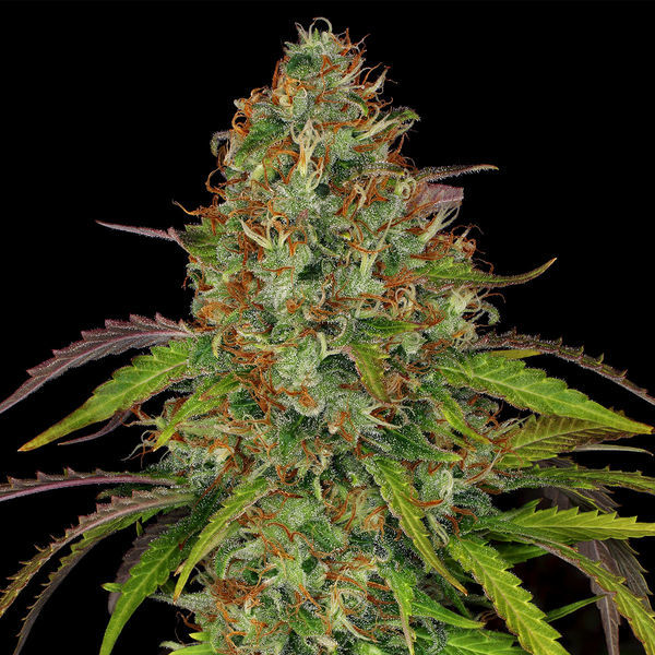 Lemon Power Haze (Zamnesia Seeds) Feminisoidut