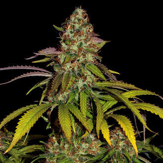 Lemon Power Haze (Zamnesia Seeds) Feminisoidut