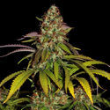 Lemon Power Haze (Zamnesia Seeds) Feminisoidut