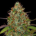 Lemon Power Haze (Zamnesia Seeds) Feminisoidut