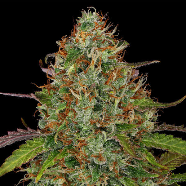 Lemon Power Haze (Zamnesia Seeds) Feminisoidut