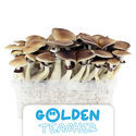 Zamnesia Classic Grow Kit "Golden Teacher"