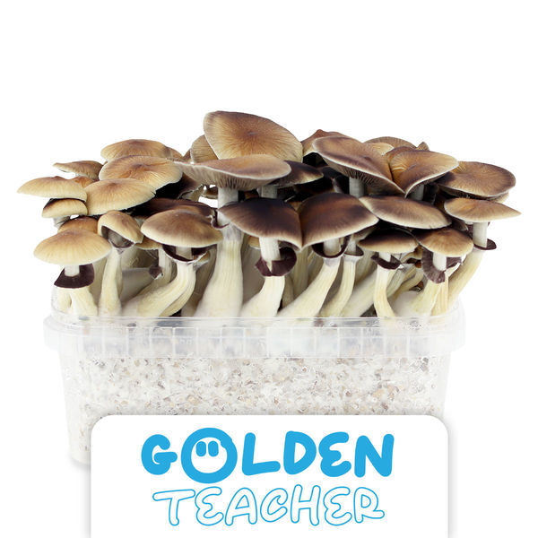 Zamnesia Classic Grow Kit "Golden Teacher"