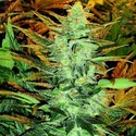 Lowryder #2 (Doctor's Choice) Feminisoidut