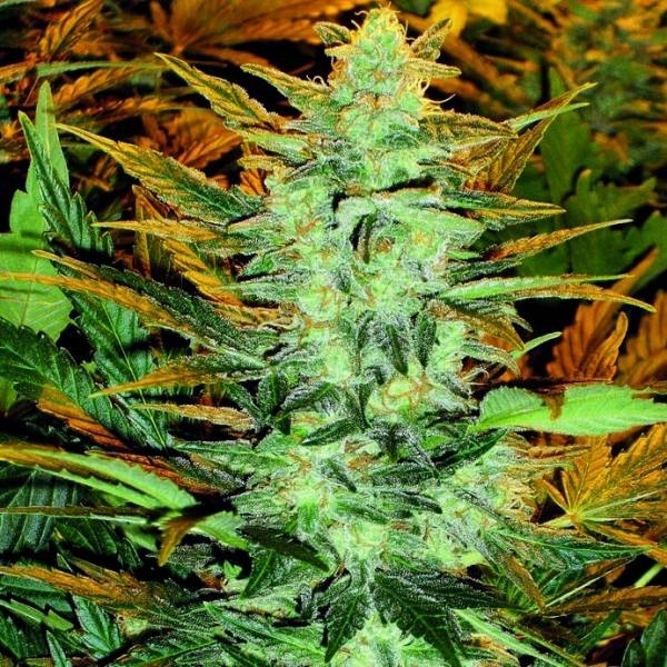 Lowryder #2 (Doctor's Choice) Feminisoidut