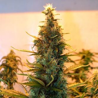 Lowryder 2 (Doctor's Choice) feminisoidut kannabiksen siemenet
