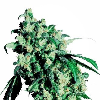 Super Skunk (Sensi Seeds) Feminisoidut siemenet